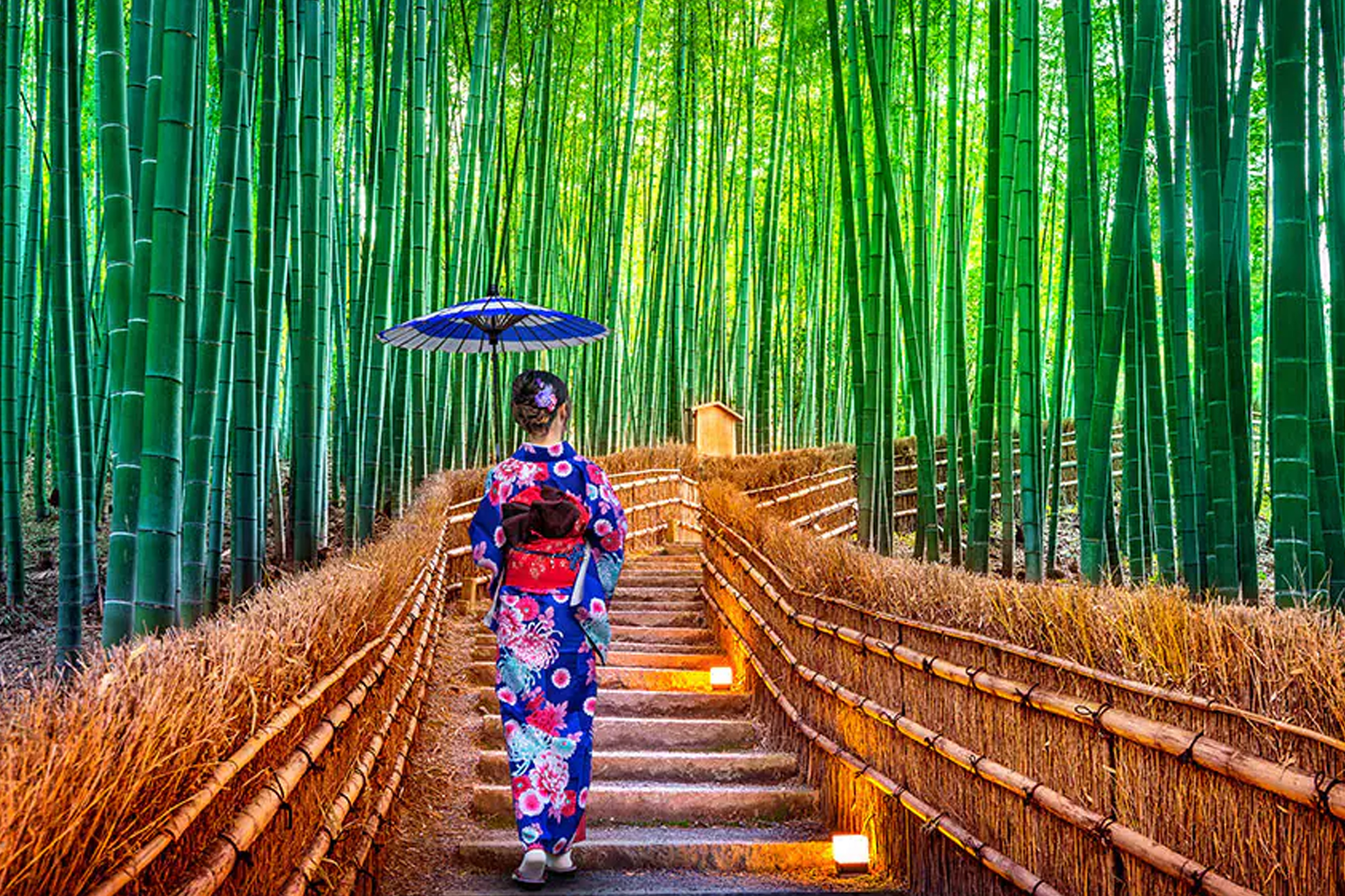 Sakura Dreams 2026 - A Journey Through Blossoming Japan